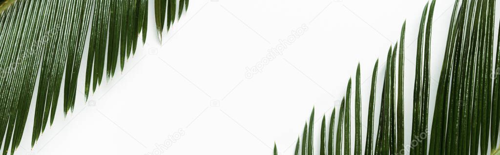 top view of green palm leaves isolated on white background, panoramic shot
