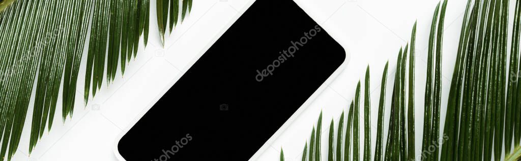 top view of green palm leaves and smartphone isolated on white, panoramic shot
