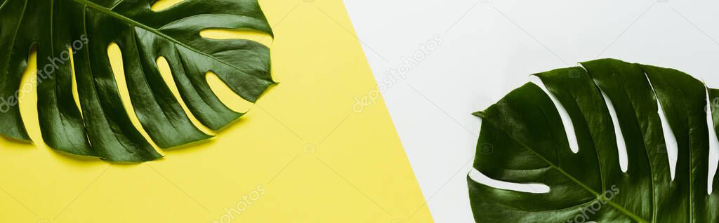 top view of green palm leaves on white and yellow background, panoramic shot