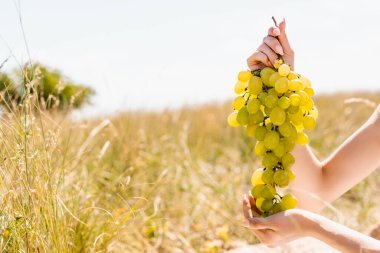 cropped view of woman holding bunch of ripe grapes in meadow clipart