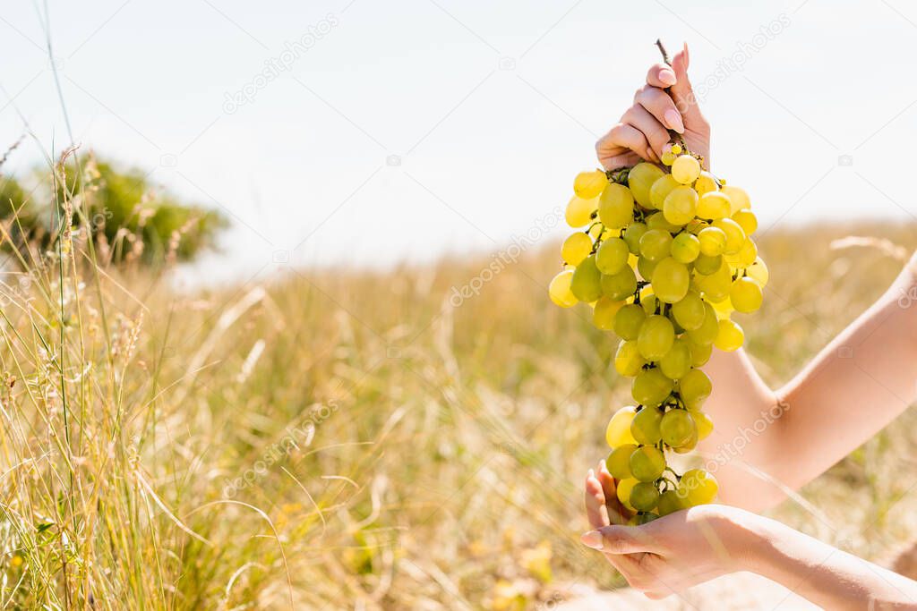 cropped view of woman holding bunch of ripe grapes in meadow