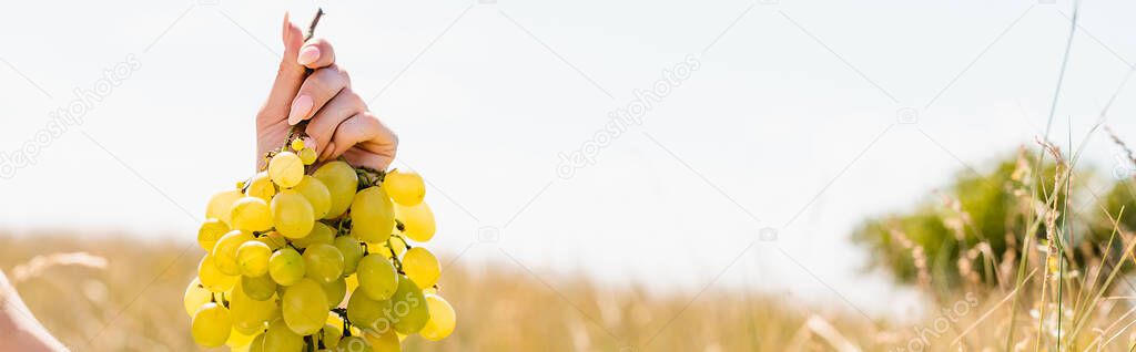 cropped view of female hand with bunch of ripe grapes, website header