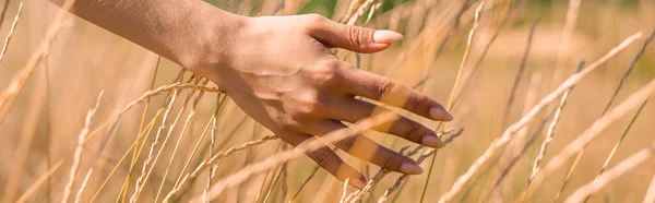 Selective Focus Female Hand Spikelets Grassy Meadow Website Header — Stock Photo, Image