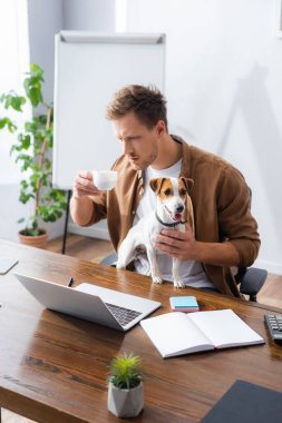 Jack Russell Terrier 'ın yanındaki dizüstü bilgisayara bakarken kahve fincanı tutan düşünceli bir iş adamı.