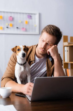 Düşünceli bir iş adamı, dizüstü bilgisayarın yanında çalışırken Jack Russell Terrier 'a bakıyor.