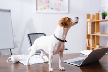 Jack Russell Terrier, ofis masasında dizüstü bilgisayar ve belgelerin yanında duruyor.