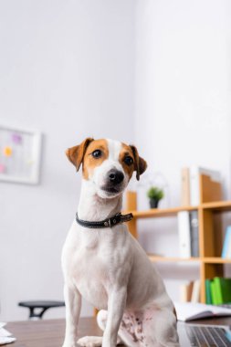 Beyaz Jack Russell Terrier köpeği kafasında kahverengi lekeler olan ofis masasında oturuyor.