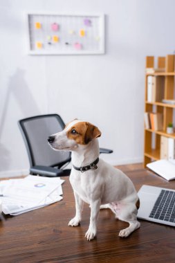 Beyaz Jack Russell Terrier 'ın seçici odak noktası. Ofis masasında, belgelerin yanında oturuyor.