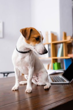 Beyaz Jack Russell Terrier köpeği. Kafasında kahverengi lekeler var. Ofiste masada oturuyor. 