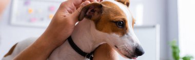 Jack Russell Terrier 'ın başkanına dokunan işadamının kısmi görüntüsü, panoramik mahsul.