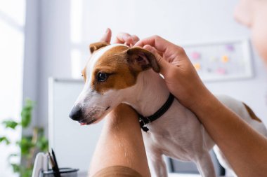 İş adamının Jack Russell Terrier köpeğine sarılıp yattığı görüntüler.