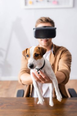 VR kulaklıklı genç iş adamının seçici odak noktası Jack Rassell Terrier 'ı ofisinde tutuyor.
