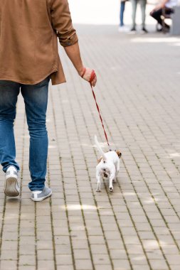 Jack Russell Terrier 'in tasmalı köpeğiyle kaldırımda yürüyen kot pantolonlu adamın arka görüntüsü