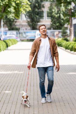 young man in jeans walking along city alley with jack russell terrier dog on leash clipart