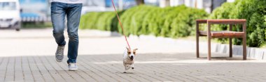 partial view of man in jeans running along alley with jack russell terrier dog on leash, horizontal image clipart