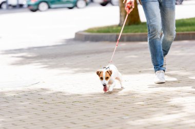 Jack Russell Terrier 'in tasmalı köpeğiyle yürüyen kot pantolonlu adam görüntüsü