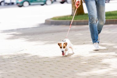 cropped view of man in jeans walking with jack russell terrier dog on leash clipart