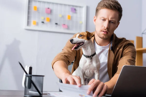 Selective Focus Concentrated Businessman Working Papers Jack Russell Terrier Dog — Stock Photo, Image