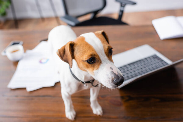 high angle view of white jack russell terrier dog standing on office desk near laptop