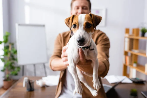 有选择性地关注商人在办公室里牵着杰克 鲁塞尔的宠物狗 — 图库照片