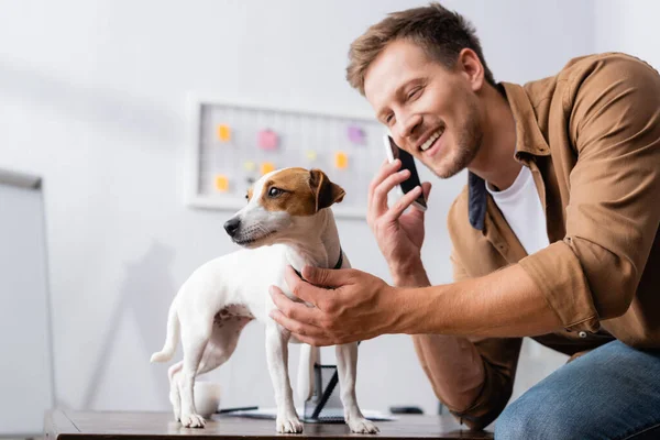 年轻的商人在办公室桌上的杰克 罗斯塞尔的狗旁边用智能手机交谈 — 图库照片