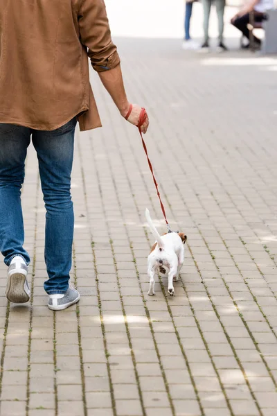 Takaisin Näkymä Mies Farkut Kävely Pitkin Jalkakäytävä Jack Russell Terrieri — kuvapankkivalokuva