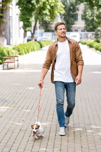 Young Man Casual Clothes Walking Jack Russell Terrier Dog Leash — Stock Photo, Image