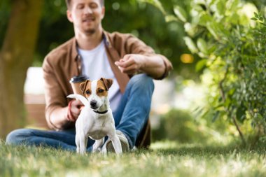 Jack Russell Terrier 'ın yanındaki çimlerde oturan genç adamın seçici odak noktası.