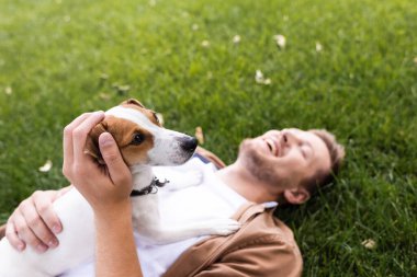 Jack Russell 'la yatan adamın seçici odak noktası yeşil çimlerde gözleri kapalı teriyer köpeği.