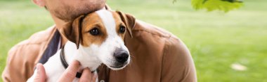 Kafasında kahverengi lekeler olan beyaz Jack Russell Terrier köpeği tutan adamın kısmi görüntüsü, panoramik konsept