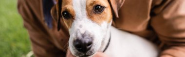 Beyaz Jack Russell Terrier köpeğinin yanındaki adamın kafasında kahverengi noktalar, yatay görüntü