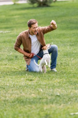 Kahverengi gömlekli ve kot pantolonlu genç adam parkta yeşil çimlerde Jack Russell Terrier köpeği eğitiyor.