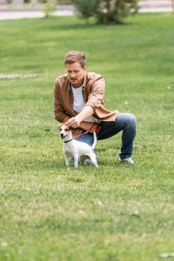 Günlük kıyafetli genç adam parkta çimenlikte Jack Russell Terrier köpeği eğitiyor.