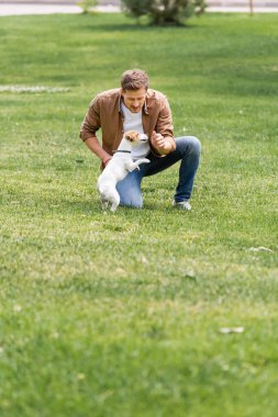 Tişörtlü ve kotlu genç adam Jack Russell Terrier köpeğiyle şehir parkında eğleniyor.