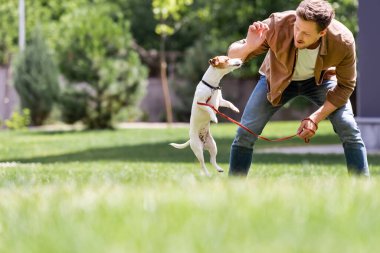 Jack Russell Terrier 'ı parkta çimenlikte besleyen genç adamın seçici odak noktası 