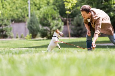Jack Russell Terrier 'in seçmeli odak noktası parktaki adamın yanında zıplamak. 