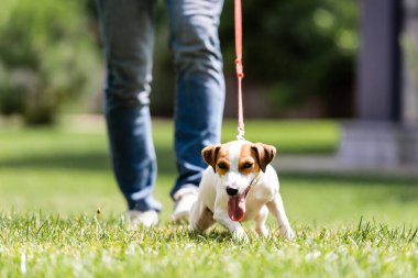 Jack Russell Terrier 'ın seçici odak noktası. Parkta dili çıkmış bir adamın yanında yürüyor. 