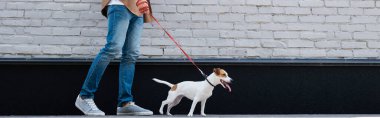 Panoramic crop of man walking jack russell terrier on leash near building  clipart