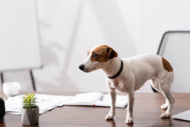 Jack Russell Terrier ofis masasının yanındaki fabrikaya bakıyor. 