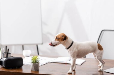 Jack Russell Terrier 'ın dili bitkinin yanında, kulaklığı da ofis masasının üstünde. 