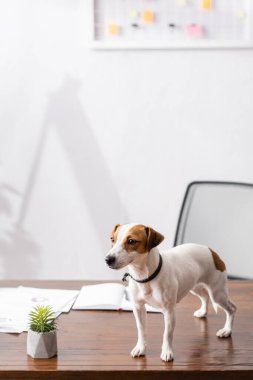 Jack Russell Terrier, ofis masasının yanındaki bitki ve kağıtlara bakıyor. 