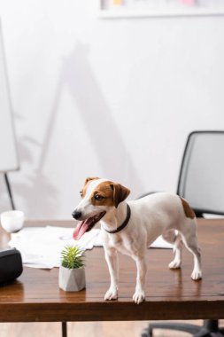 Ofis masasında dikilirken dilini çıkaran Jack Russell Terrier 'ın seçici odak noktası. 