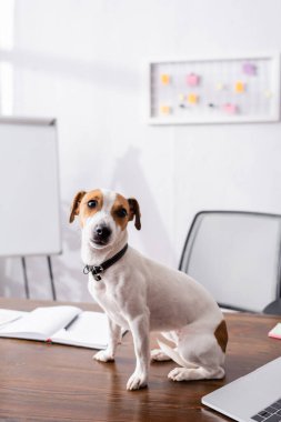 Jack Russell Terrier 'ın seçmeli odak noktası bilgisayarın yanındaki kameraya ve ofisteki masadaki not defterine bakıyor. 