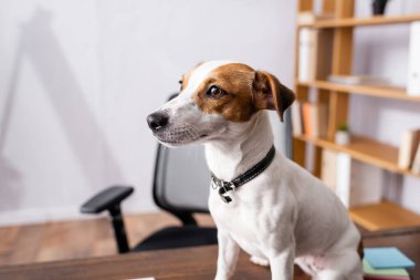 Jack Russell Terrier 'ın ofis masasına bakışının seçici odak noktası 