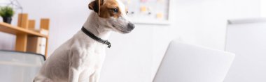 Ofiste dizüstü bilgisayarın yanında oturan Jack Russell Terrier 'ın yatay mahsulü. 