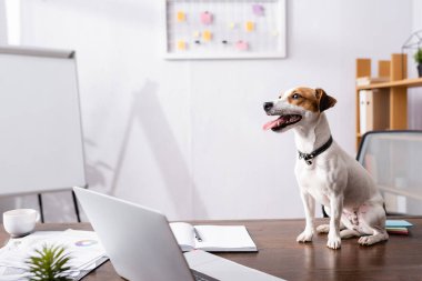 Jack Russell Terrier 'ın özenli odak noktası dizüstü bilgisayarın ve ofis masasının yanındaki not defterinin yanında dilini çıkarması. 
