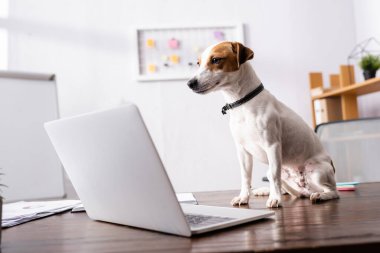 Jack Russell Terrier 'ın ofisteki masadaki dizüstü bilgisayara baktığı seçmeli odak noktası. 