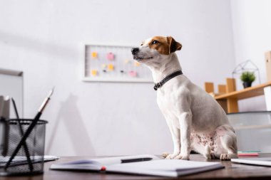 Jack Russell Terrier 'ın seçmeli odak noktası ofis masasındaki kırtasiyenin yanından başka tarafa bakıyor. 