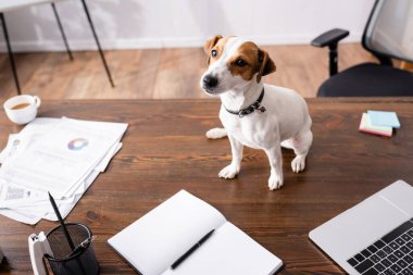 Jack Russell Terrier 'in seçmeli odak noktası laptopun yanında oturuyor ve masadaki kırtasiye malzemesi 