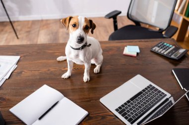 Ofisteki masadaki dizüstü bilgisayarın ve defterin yanındaki kameraya bakan Jack Russell Terrier 'ın seçici odak noktası 